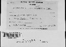 Media resource of Chrysomyxa ilicina