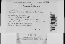 Media resource of Veluticeps abietina