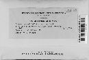 Media resource of Apiosporella alpina