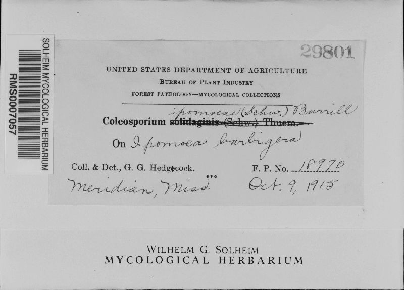 Coleosporium ipomoeae image