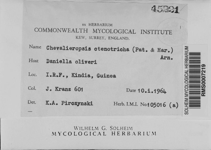 Chevalieropsis ctenotricha image