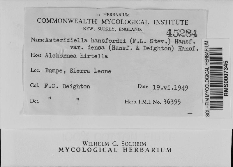 Asteridiella hansfordii image