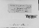 Media resource of Fenestella lycii
