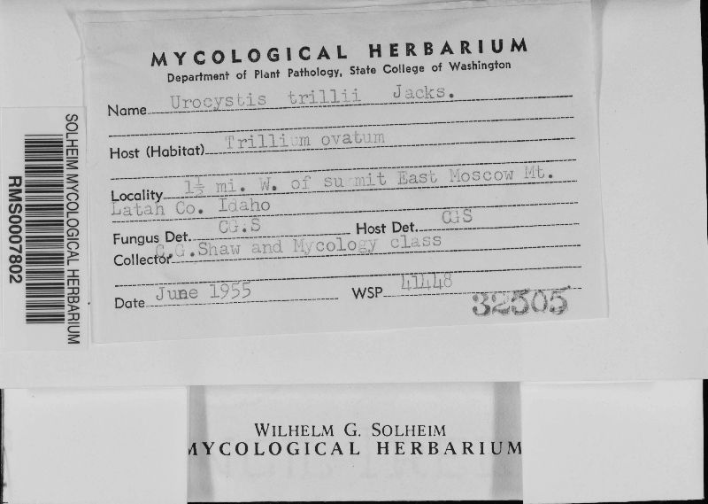 Urocystis trillii image