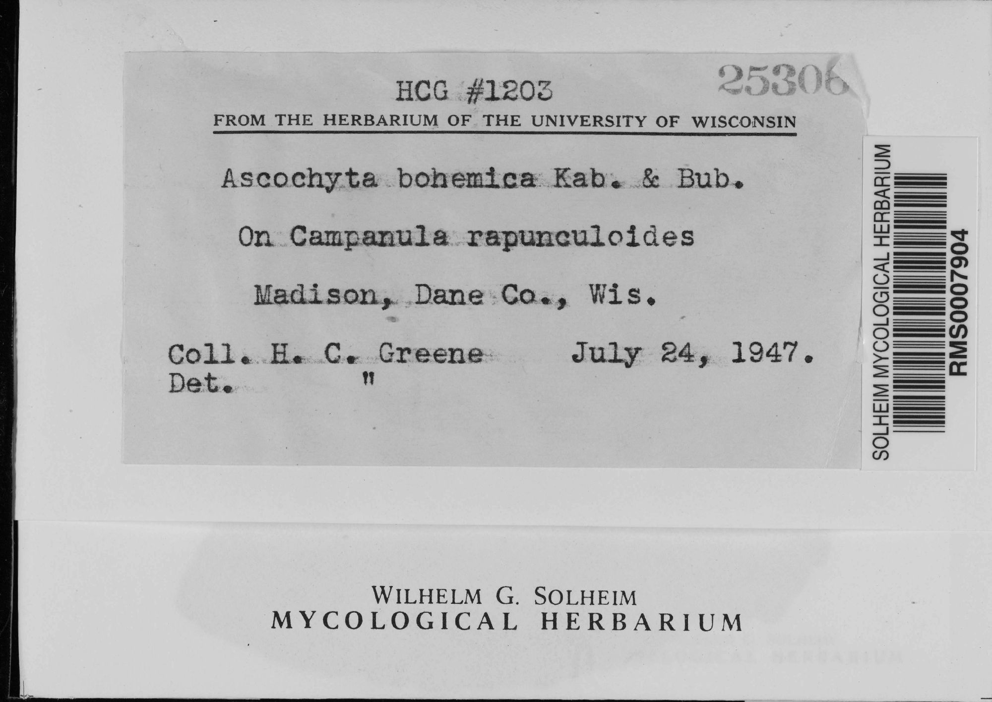 Ascochyta bohemica thumbnail