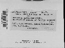Media resource of Leptoxyphium axillatum