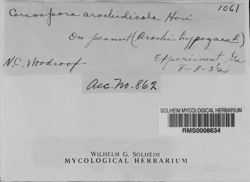 Cercospora arachidicola image