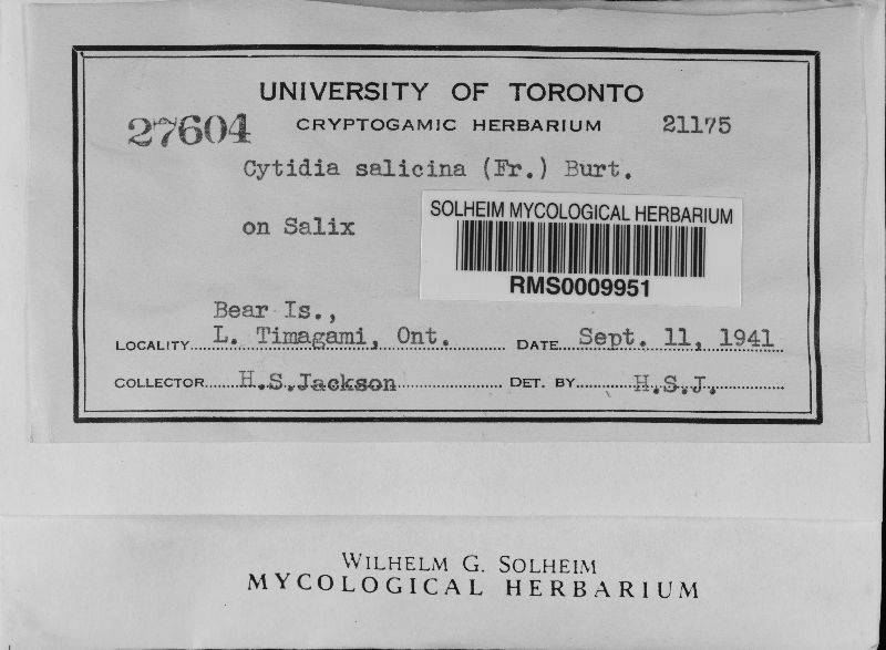 Cytidia salicina image