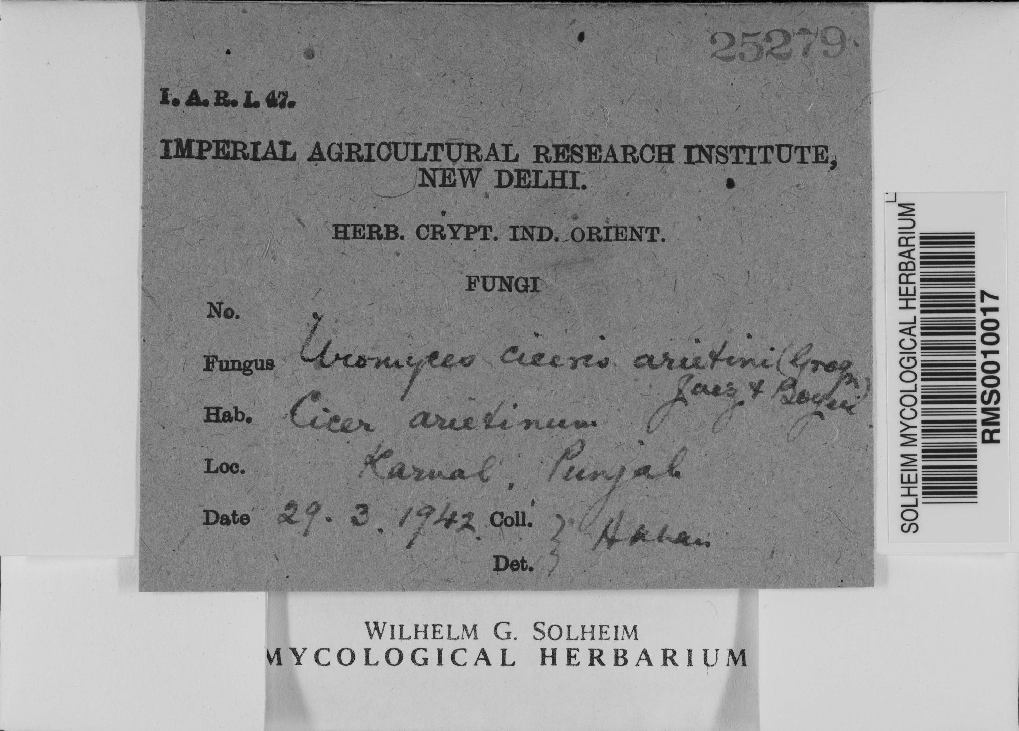Uromyces ciceris-arietini thumbnail
