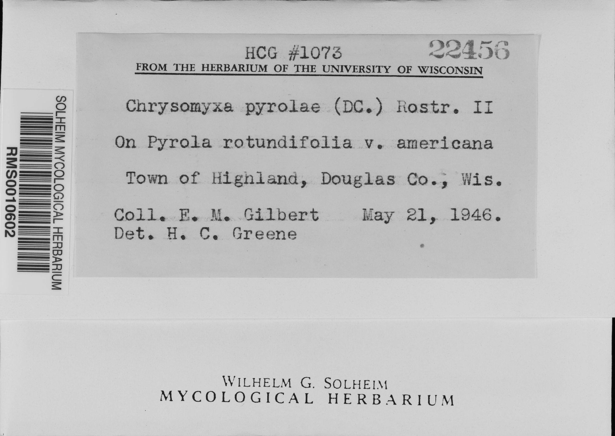 Chrysomyxa pyrolae