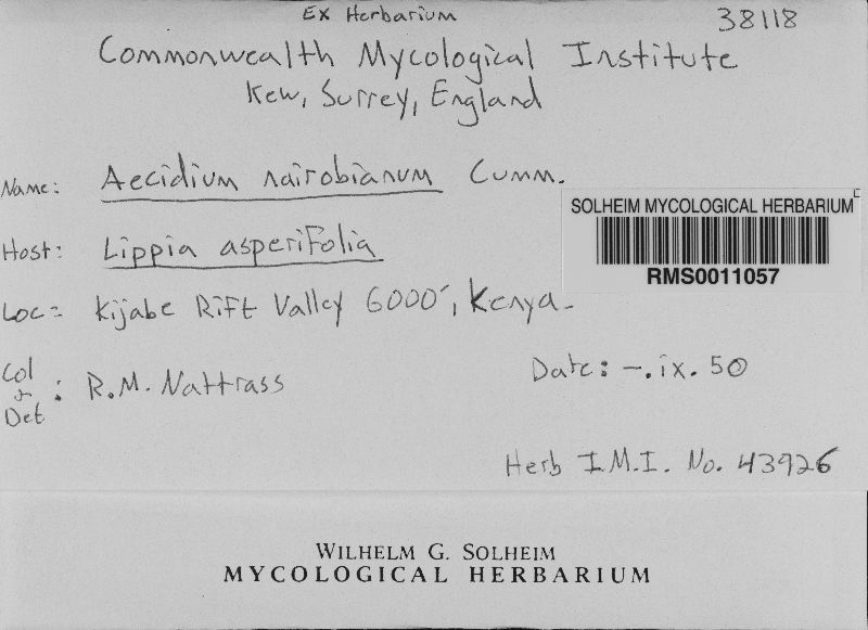 Aecidium nairobianum image