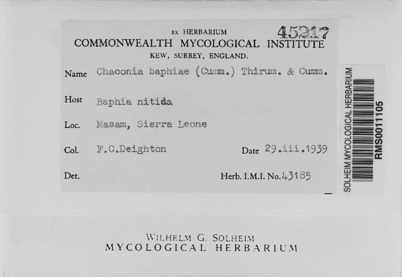 Ypsilospora baphiae image