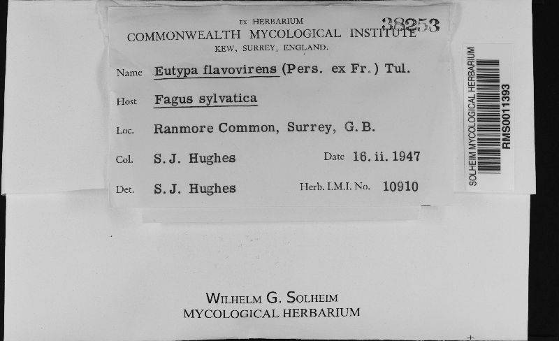 Eutypa flavovirens image