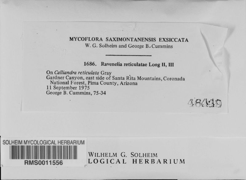 Ravenelia reticulatae image
