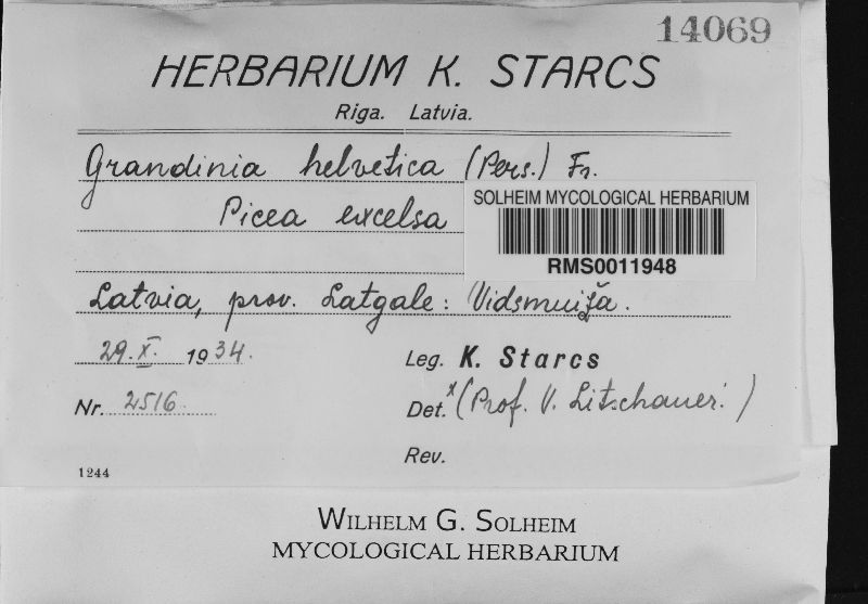 Cristinia helvetica image