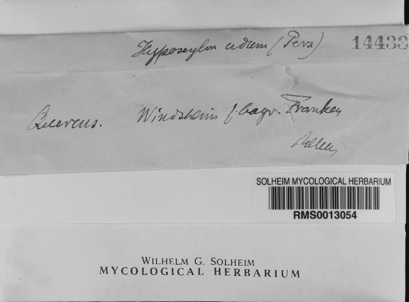 Euepixylon udum image