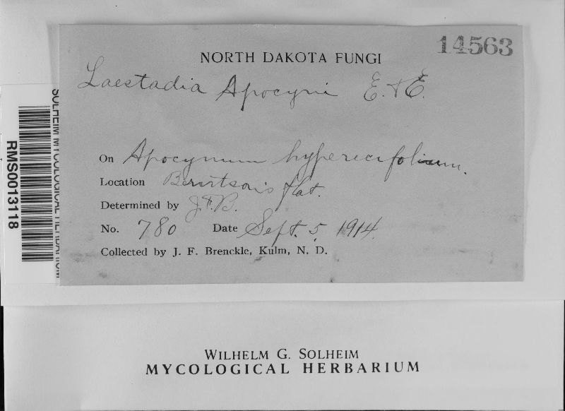 Laestadia apocyni image