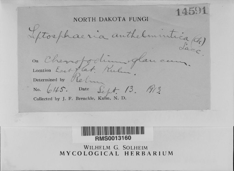 Leptosphaeria anthelmintica image