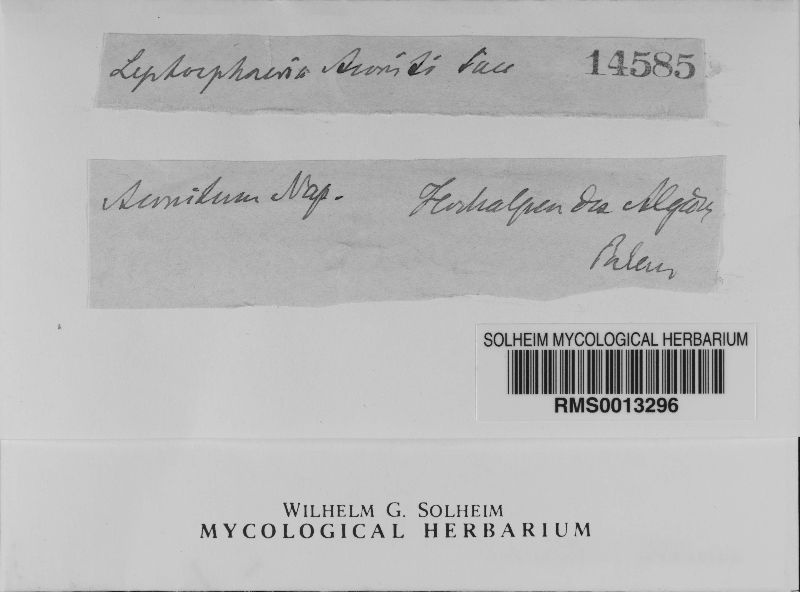 Leptosphaeria scutati image