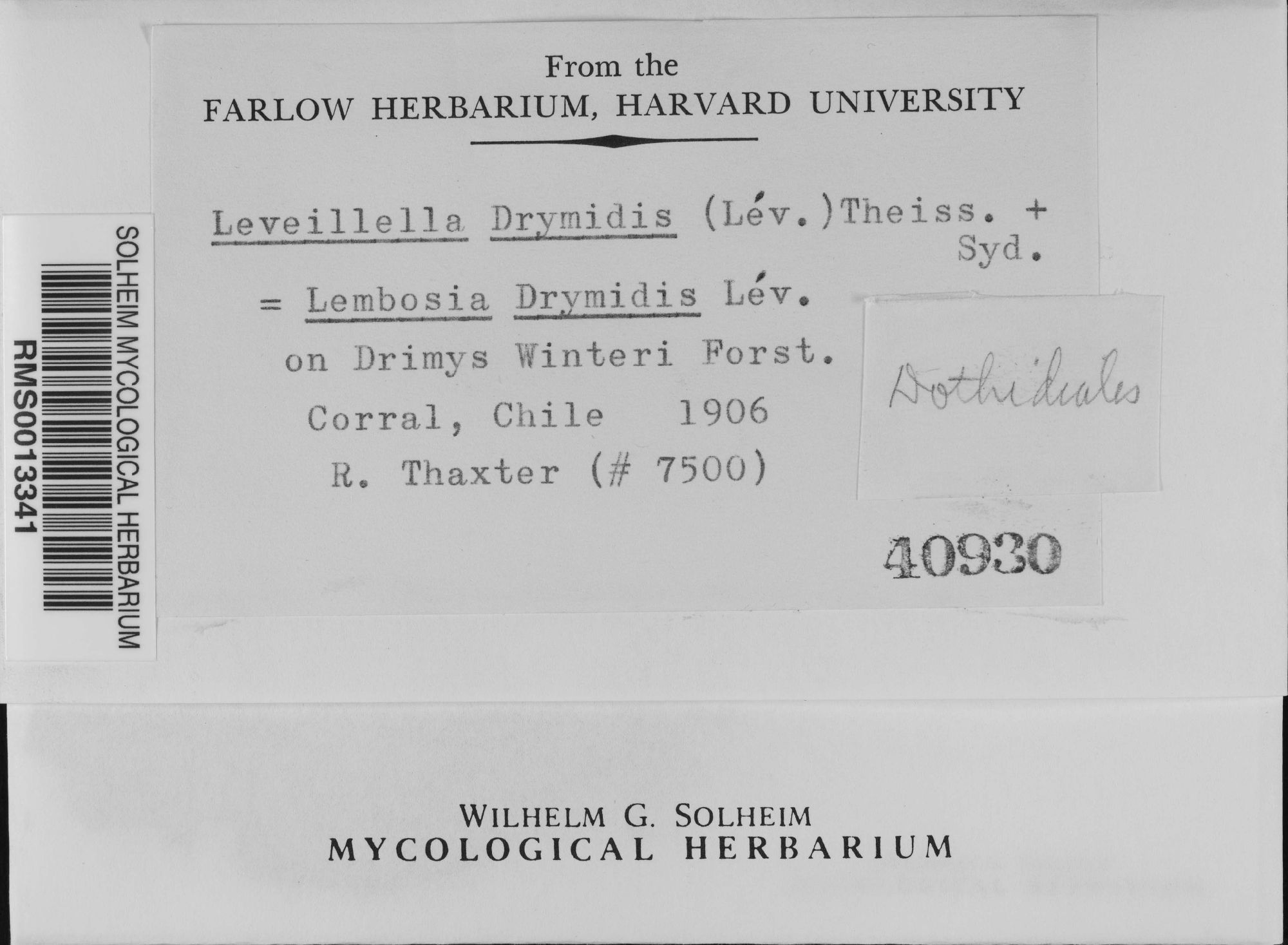 Leveillella drimydis thumbnail