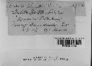 Media resource of Amylostereum chailletii