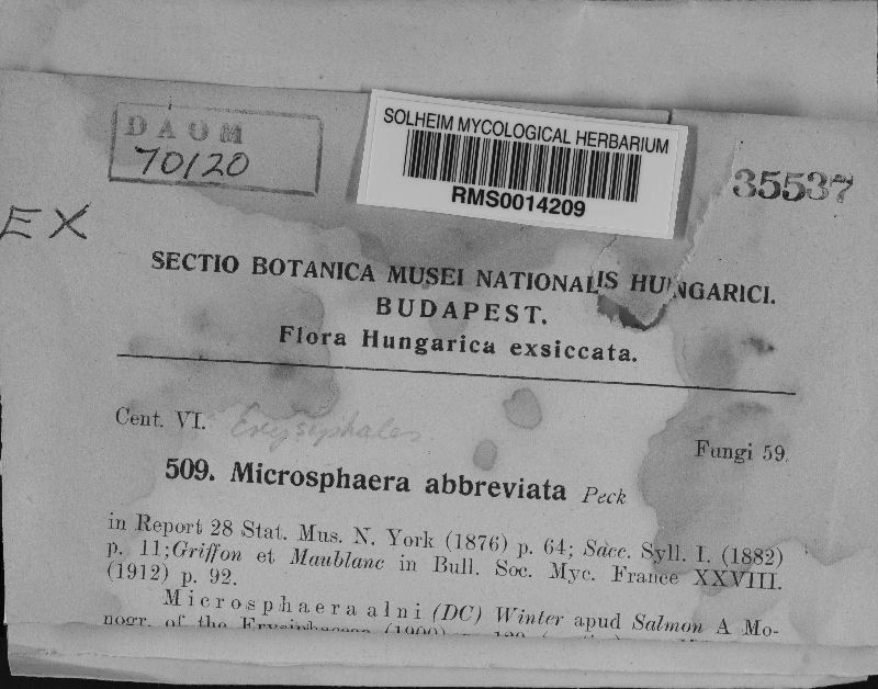 Microsphaera abbreviata image