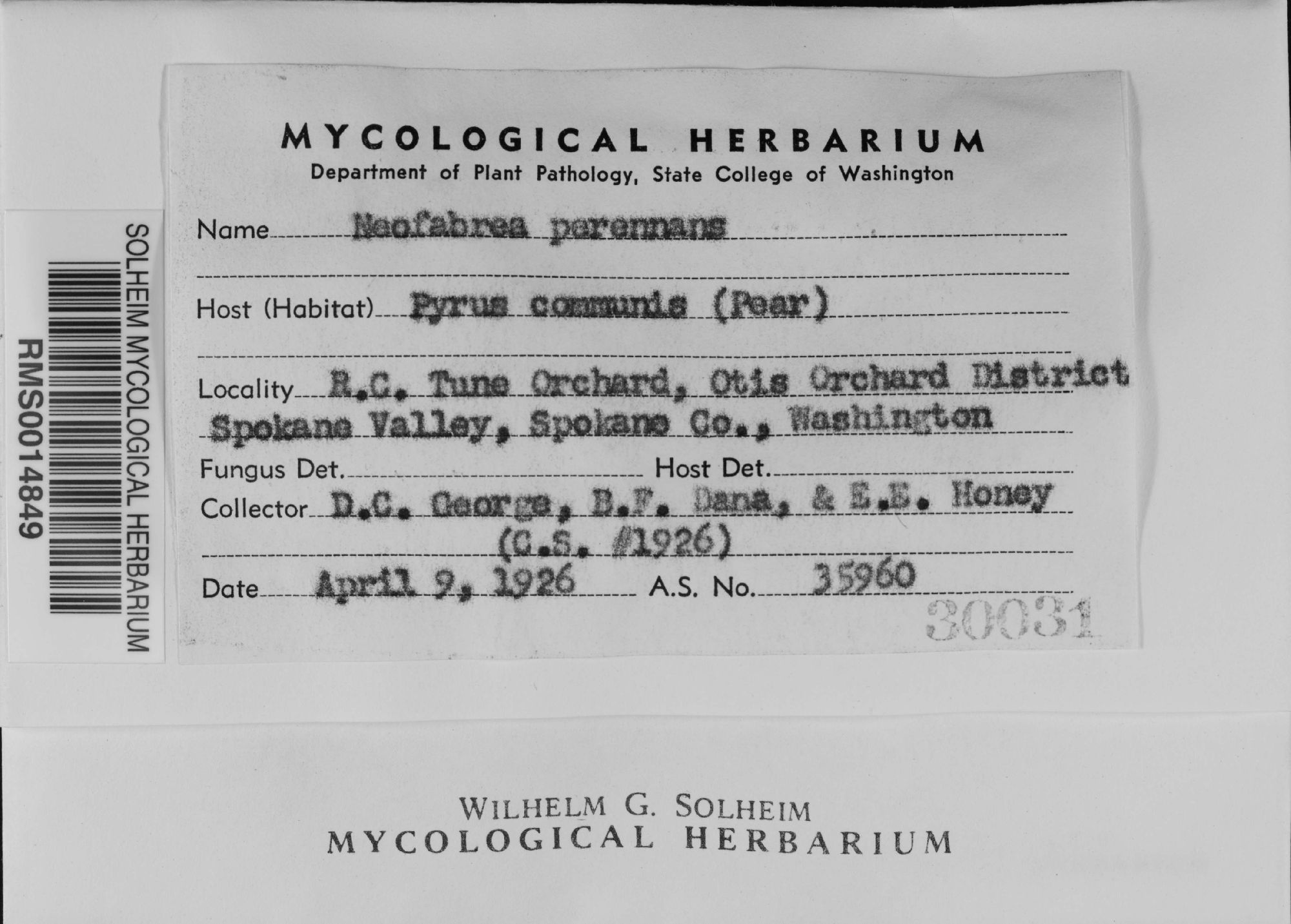 Neofabraea perennans thumbnail