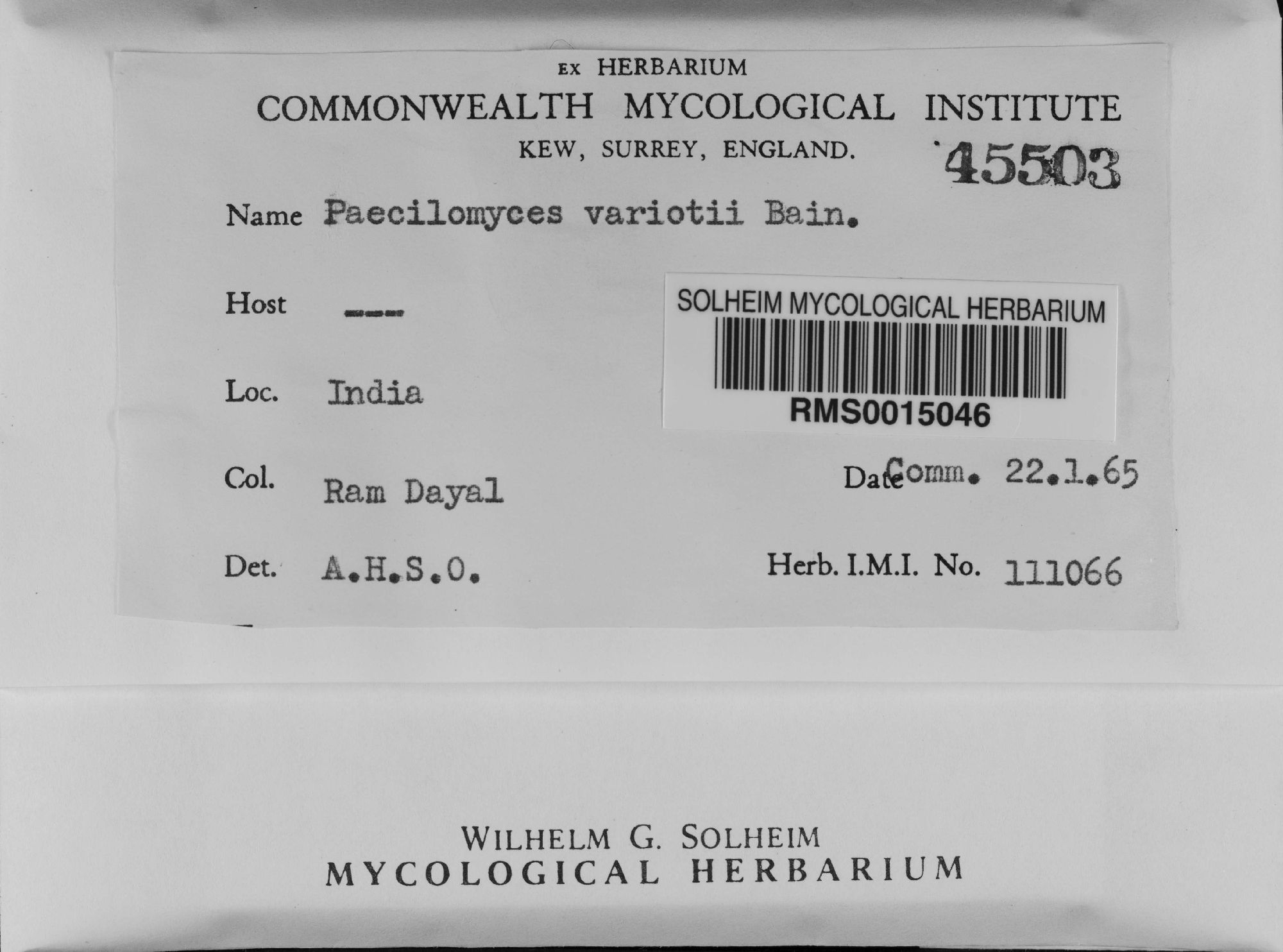 Paecilomyces variotii thumbnail