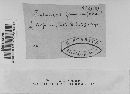 Pestalotia funerea image