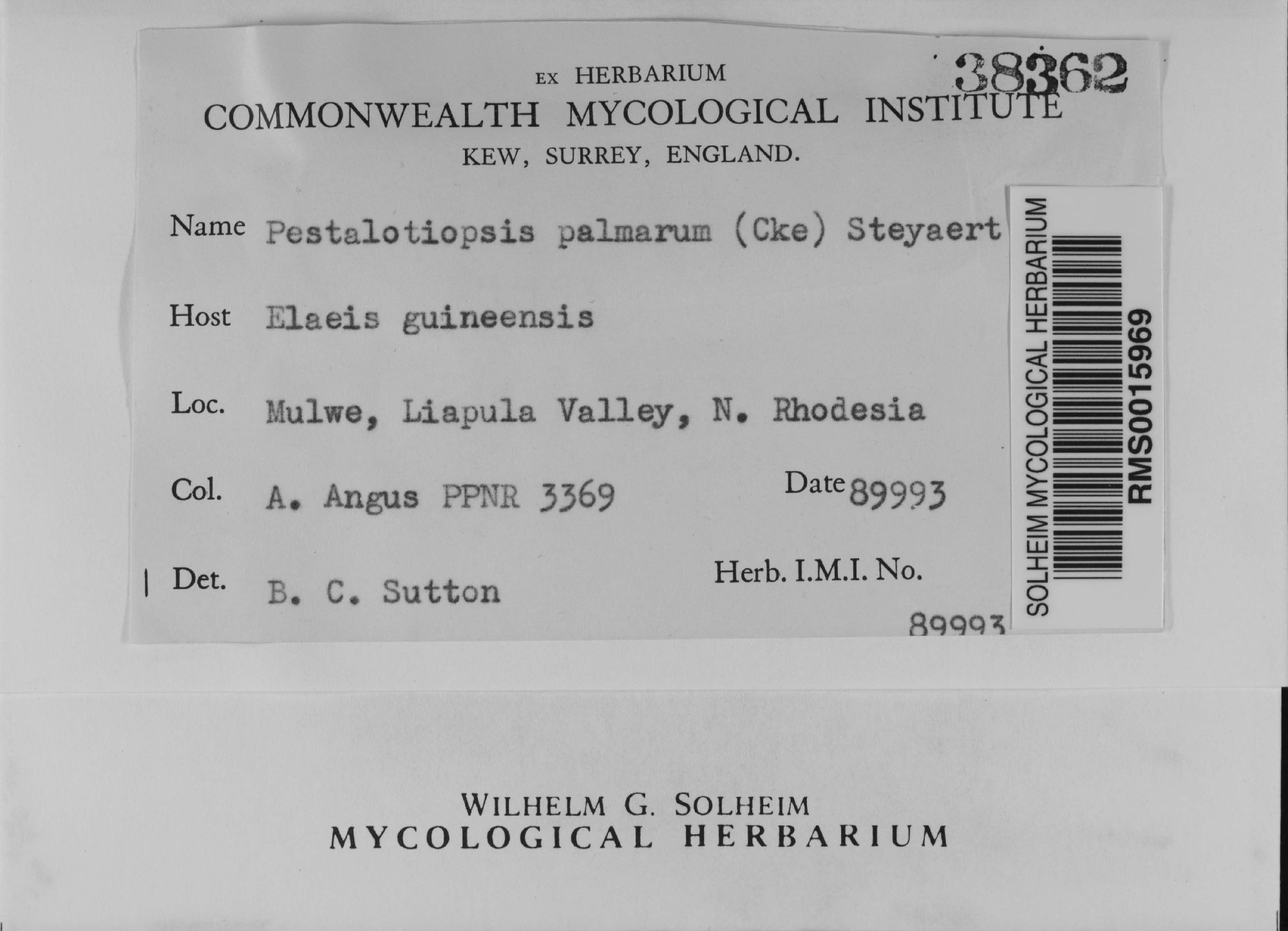 Pestalotiopsis palmarum thumbnail