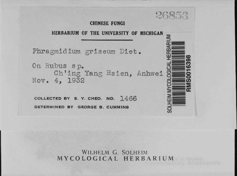 Phragmidium griseum image