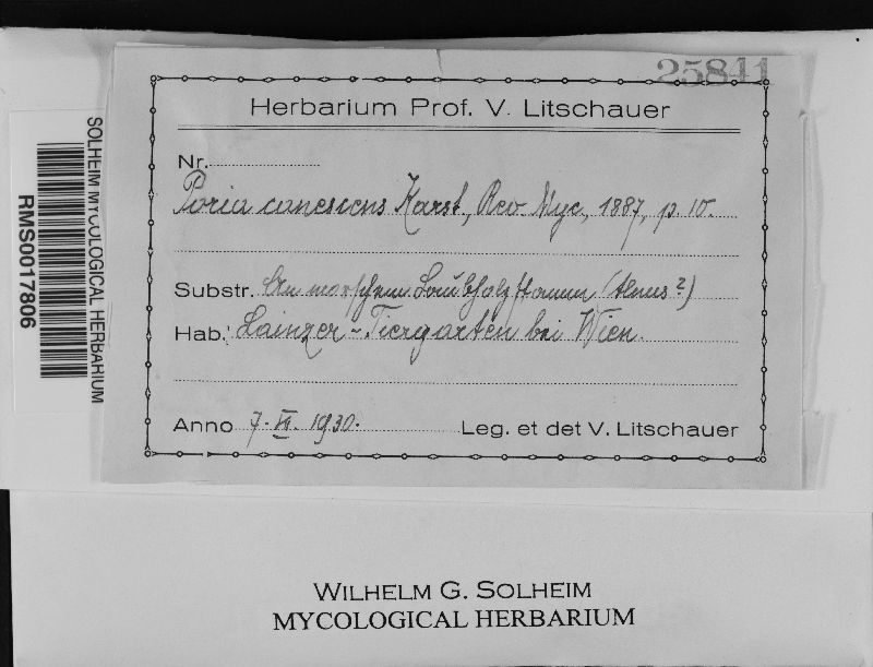 Protomerulius caryae image