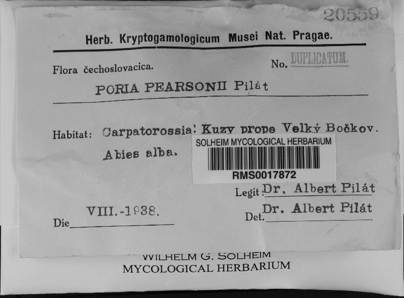 Poria pearsonii image