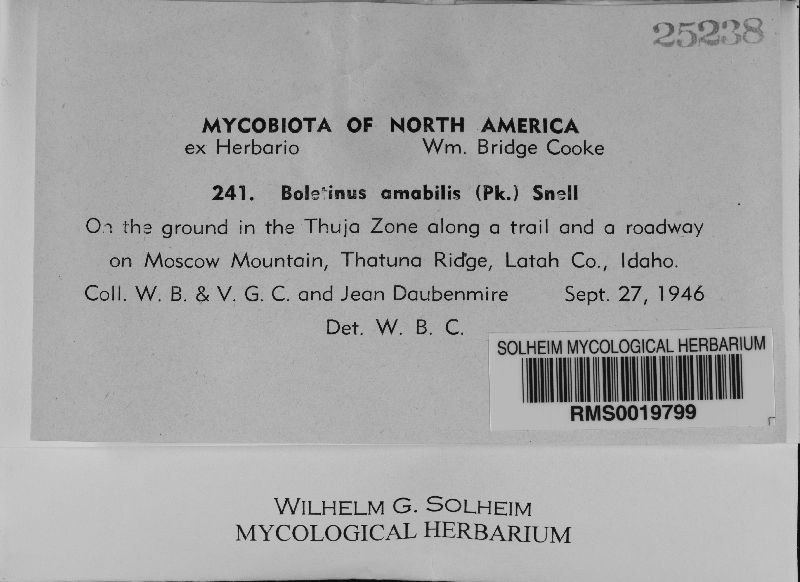Boletinus amabilis image
