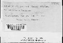 Sphacelotheca ischaemi image