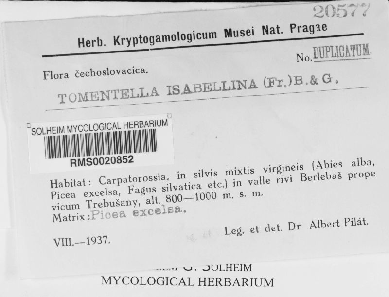 Botryohypochnus isabellinus image