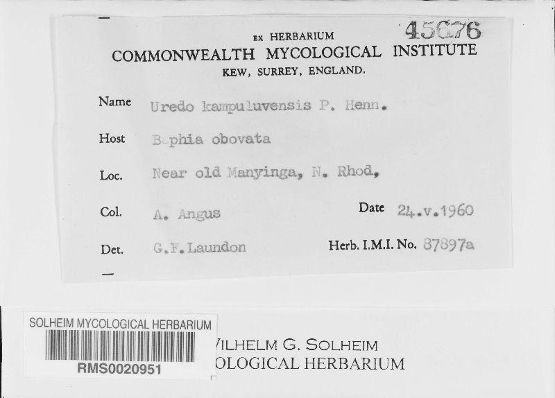 Uredo kampuluvensis image