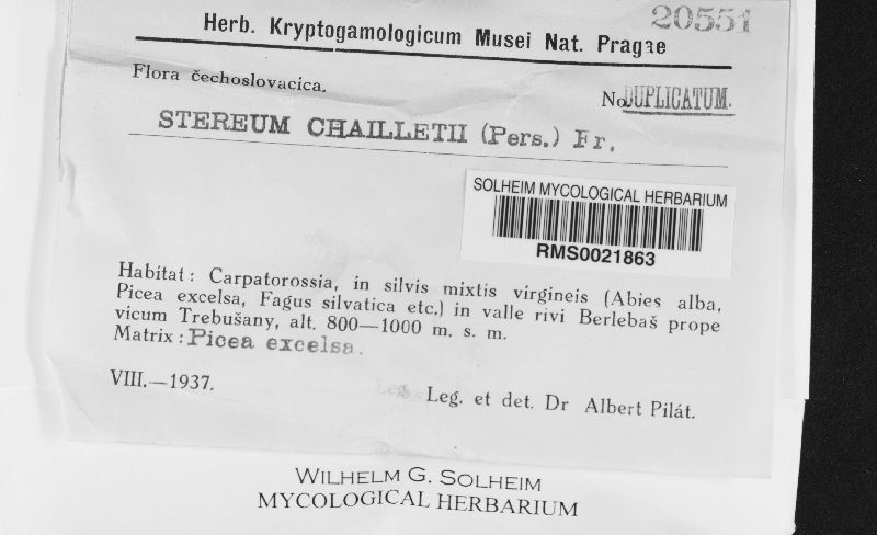 Amylostereum chailletii image