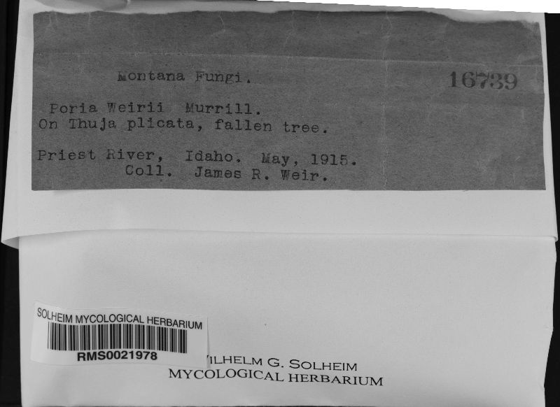 Phellinus weirii image