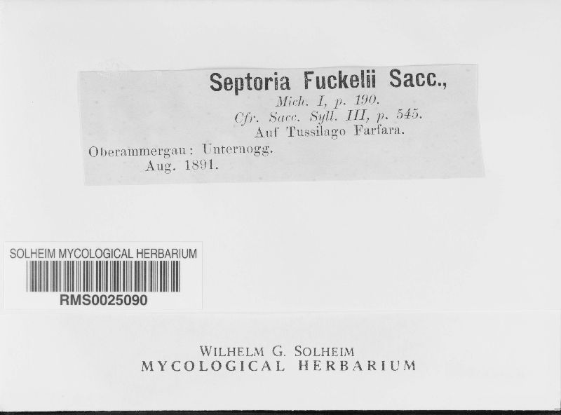 Septoria fuckelii image