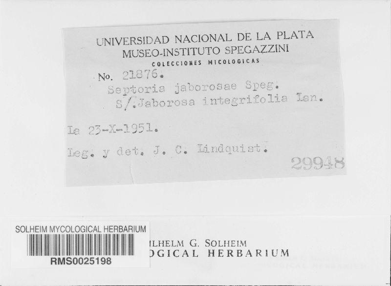Septoria jaborosae image