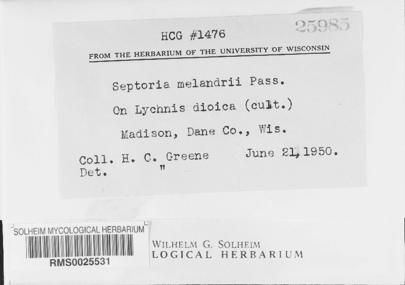 Septoria melandrii image