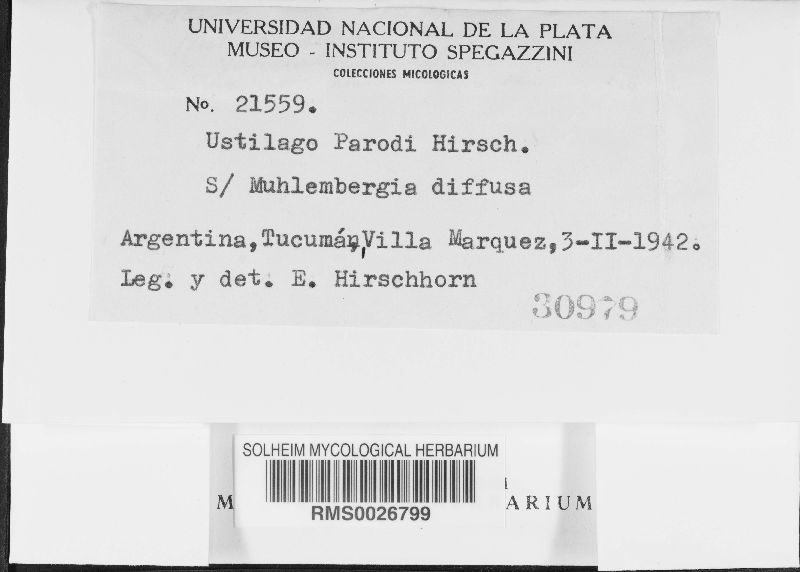 Ustilago parodii image