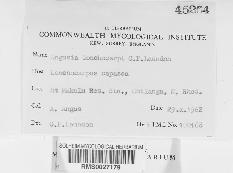 Maravalia lonchocarpi image