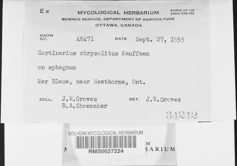Cortinarius chrysolitus image