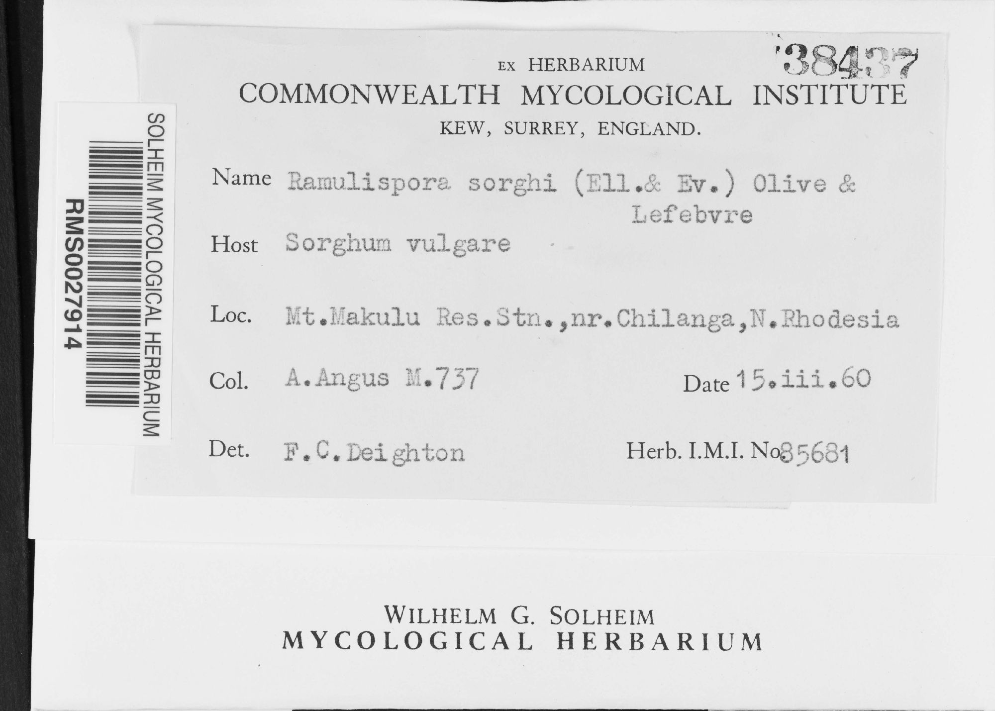 Ramulispora sorghi thumbnail