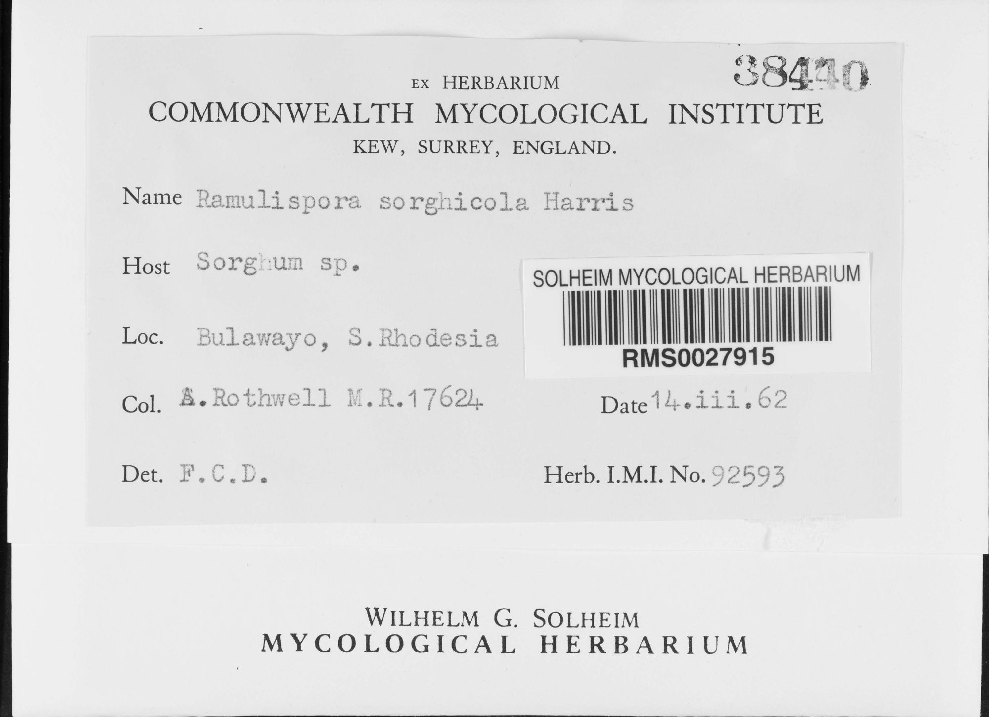 Ramulispora sorghicola thumbnail