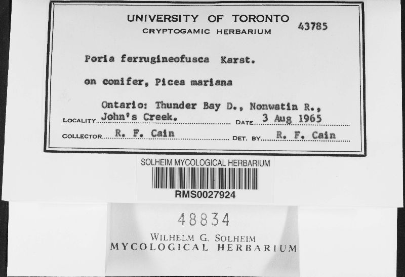 Phellinidium ferrugineofuscum image