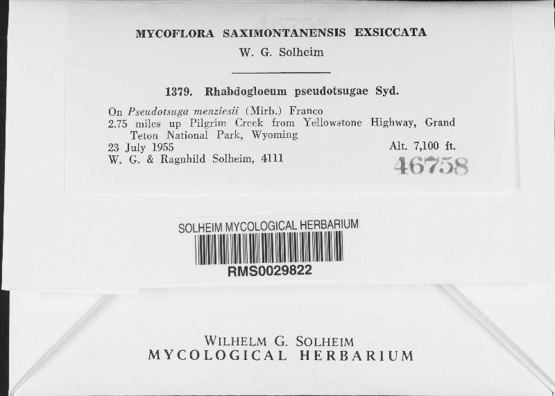 Rhabdogloeum pseudotsugae image
