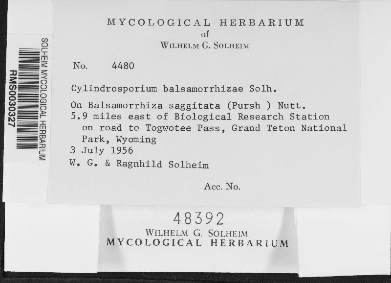 Cylindrosporium balsamorrhizae image